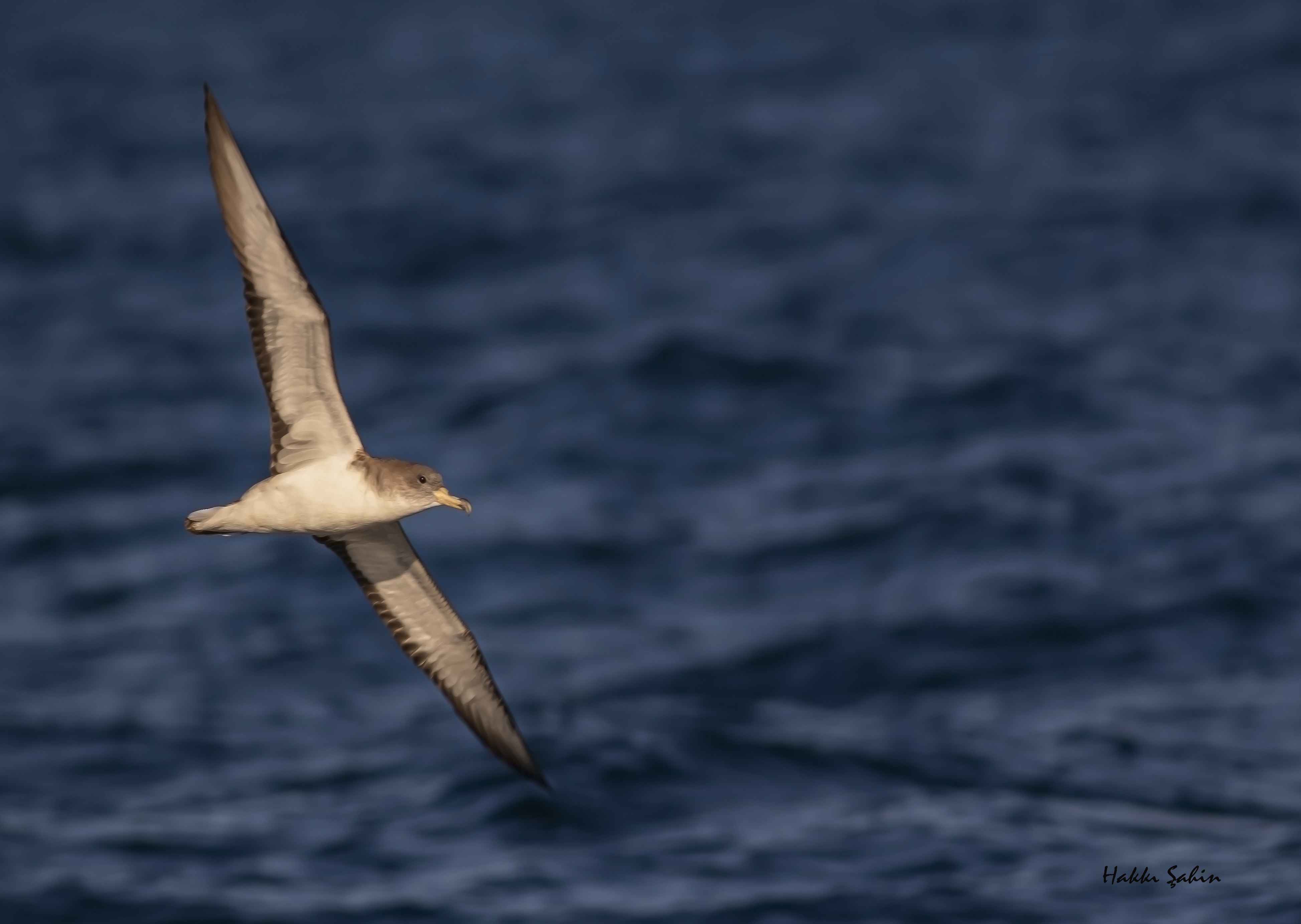 Cory's Shearwater